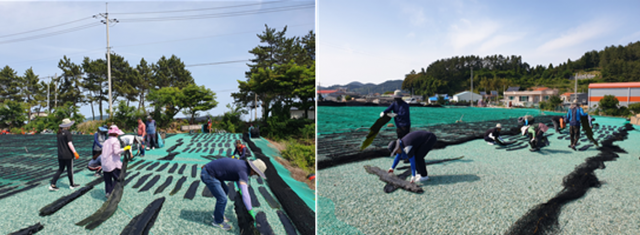 다시마 건조 작업에 완도군 공직자들도 힘 보태