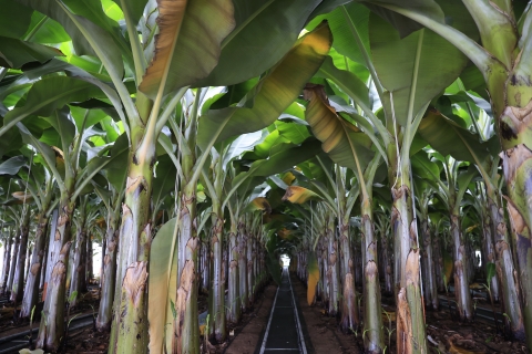 보성군, 신소득 아열대 작목 육성