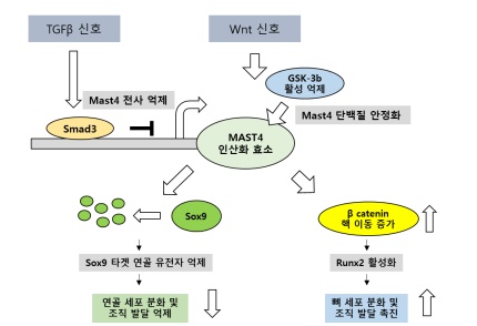길로 연구소, 연골 및 뼈 분화 과정 조절 새 단백질 발견