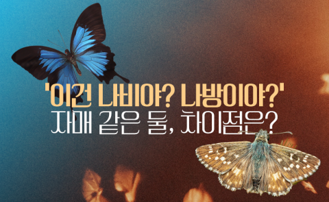 '이건 나비야? 나방이야?' 자매 같은 둘, 차이점은?