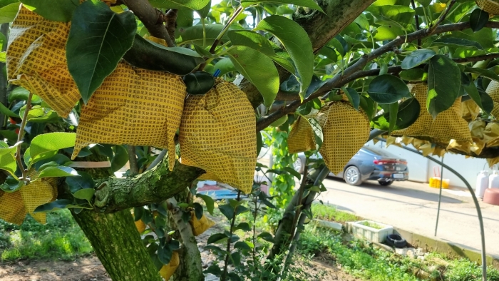 나주시, 이른 추석 대비 고품질 나주배 생산 실천 당부 기사의 사진