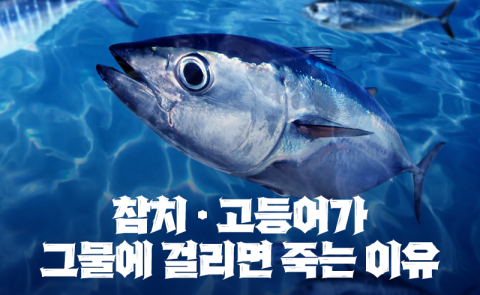 참치·고등어가 그물에 걸리면 죽는 이유
