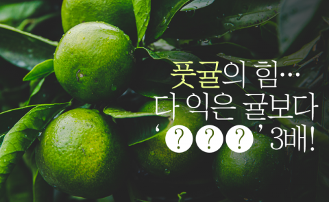 풋귤의 힘···다 익은 귤보다 '○○○' 3배!