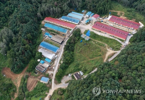 한달만에 재발한 농장 아프리카돼지열병···추가확산 차단 총력