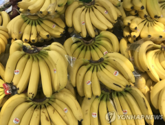 수입과일 가격도 오른다···바나나 도매가 한달새 10%↑