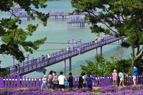 신안군, '퍼플섬 아스타꽃 축제' 9월 30일 개막