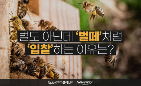 벌도 아닌데 '벌떼'처럼 '입찰'하는 이유는?