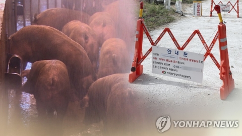 파주·평택서도 아프리카돼지열병 발생···경기도서 잇따라