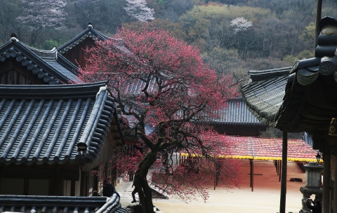 전남도, 남도 역사 깃든 '으뜸숲' 12곳 선정