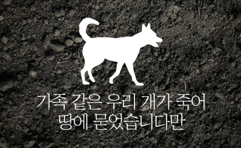 가족 같은 우리 개가 죽어 땅에 묻었습니다만, 과태료요?