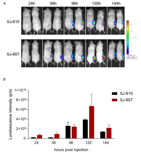 신라젠, 'SJ-600 시리즈' 전임상 결과 美 학술지 게재