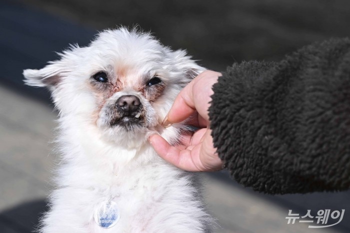 입양자를 구하는 유기견이 3일 오후 경기 남양주시 스타벅스 더북한강R점에서 진행된 보호소 동물들 봄소풍 가는 날 행사에서 입양 상담자로부터 피부교감을 하고 있다. 사진=강민석 기자 kms@newsway.co.kr