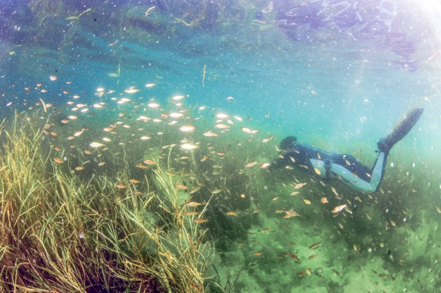 LG화학, 여수 바다에 탄소 흡수하는 해초 심는다