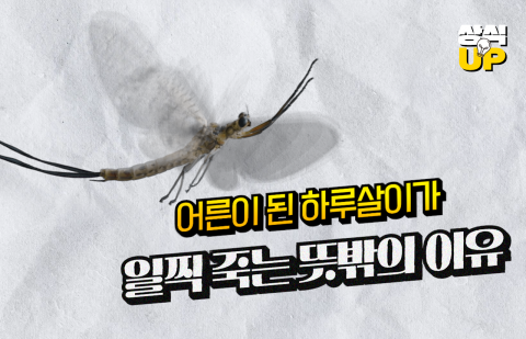 어른이 된 하루살이가 일찍 죽는 뜻밖의 이유