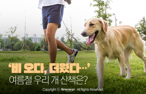'비 오다, 더웠다···' 여름철 우리 개 산책은?