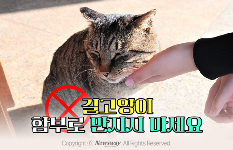 길고양이 함부로 만지지 마세요