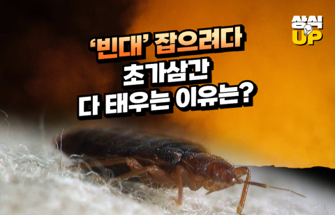 '빈대' 잡으려다 초가삼간 다 태우는 이유는?