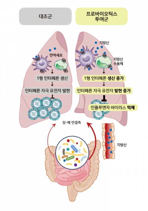 국내연구진 &quot;프로바이오틱스, 인플루엔자 감염 완화 도움&quot;