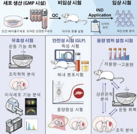 국내 연구진, 파킨슨병 세포치료제 개발 길 열었다