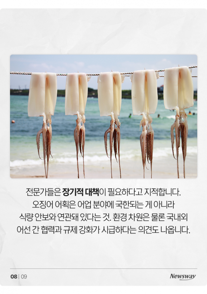 '금징어'도 모자라 이제는 '없징어' 기사의 사진