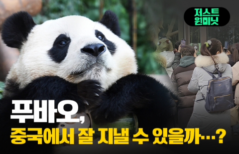 박수 칠 때 중국으로 떠나버리는 '인기 절정' 푸바오