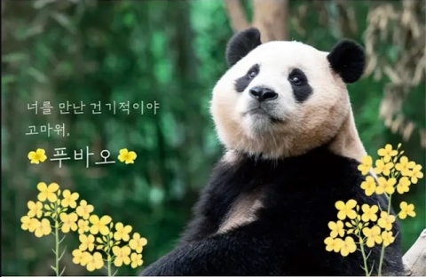 &quot;푸바오 잘 보내줄 수 있겠네&quot;···삼성, 바오가족에 '진심'