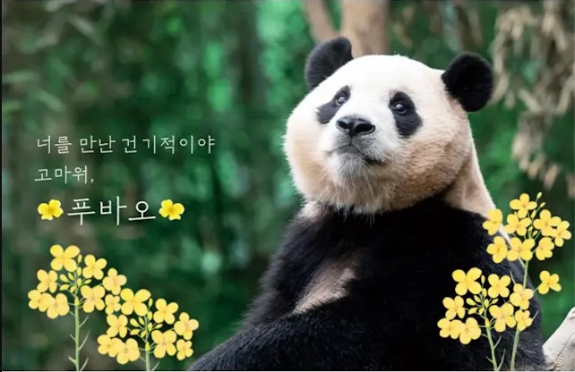 최근 삼성전자가 자이언트 판다 푸바오의 사육사들에게 갤럭시 S24를 제공했다. 사진=유튜브 '말하는 동물원 뿌빠TV' 채널 사진 캡처
