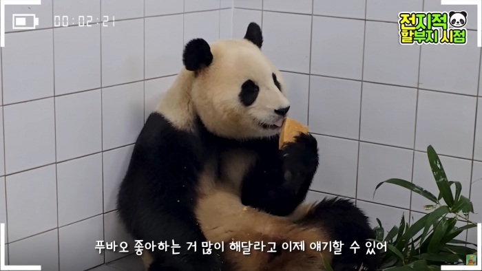 최근 삼성전자가 자이언트 판다 푸바오의 사육사들에게 갤럭시 S24를 제공했다. 사진=유튜브 '말하는 동물원 뿌빠TV' 채널 영상 캡처