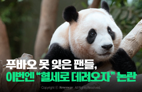 푸바오 못 잊은 팬들, 이번엔 &quot;혈세로 데려오자&quot; 논란