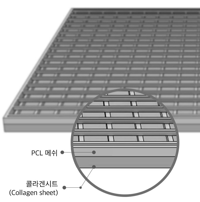 티슈덤의 이중 레이어 구조를 나타내는 이미지(윗면 PCL 메쉬층, 아랫면 콜라겐 시트층). 시지바이오 제공