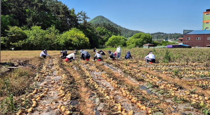 전라남도 농축산식품국 직원 50여 명이 3일 무안 청계면 고령 농가의 양파 3천300㎡의 수확을 돕고 있다.