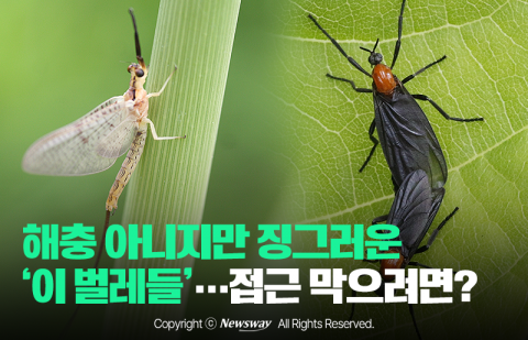 해충 아니지만 징그러운 '이 벌레들'···접근 막으려면?