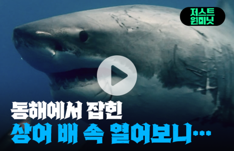 동해에서 잡힌 상어 배 속 열어보니···