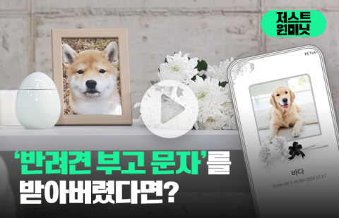 '반려견 부고 문자'를 받아버렸다면?