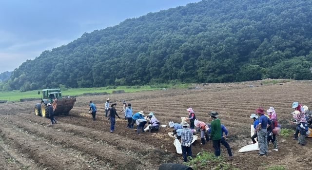 KGC인삼공사, 폭우피해 인삼 농가 긴급 구매 진행