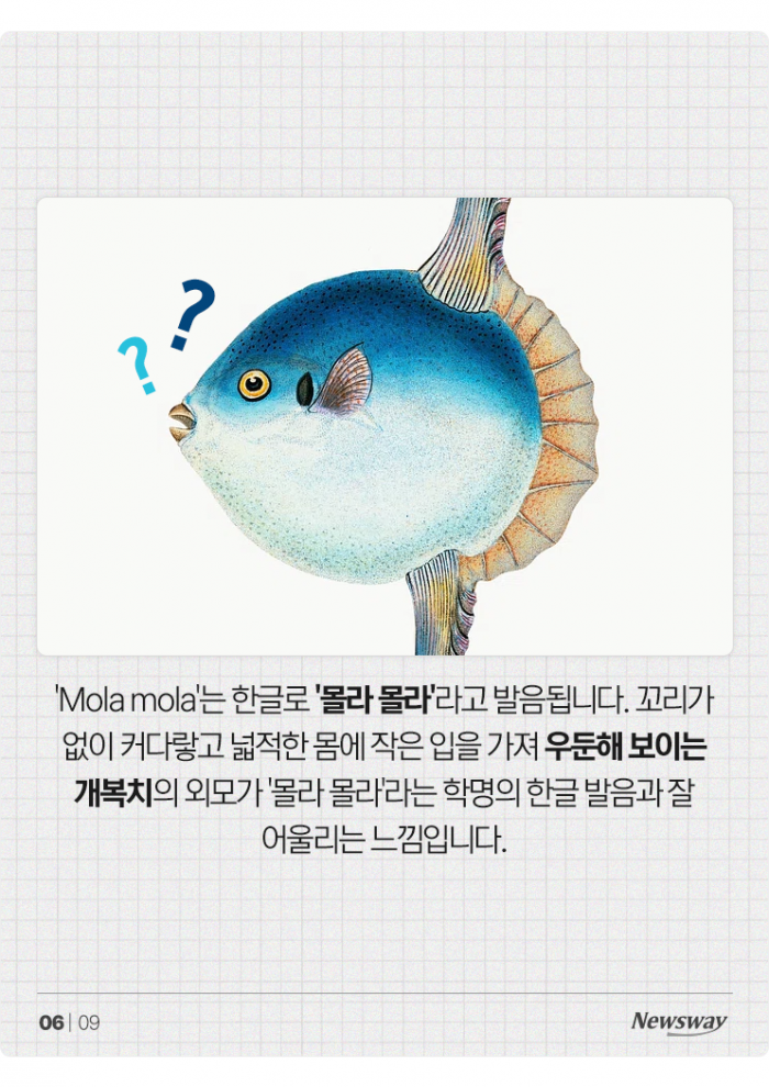 까치는 '피카 피카'···혹시 피카츄? 기사의 사진