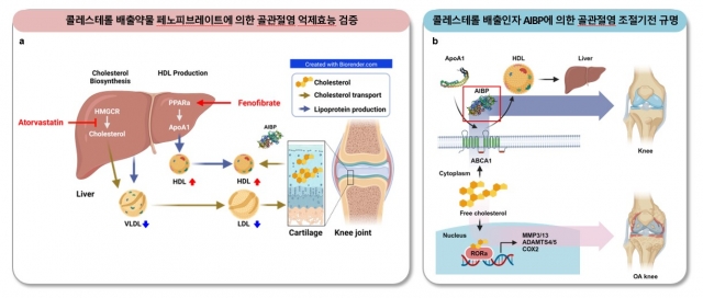 전남대 류제황 교수팀, 고지혈증 약물의 골관절염 치료 효능 입증