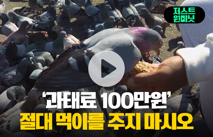 '과태료 100만원' 절대 먹이를 주지 마시오 기사의 사진