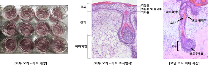 강스템바이오텍의 피부 오가노이드는 실제 피부와 동일한 형태의 3차원 구조로써 표피층, 진피층, 피하지방 및 모낭조직까지 완벽히 구현됐다. 사진=회사 제공