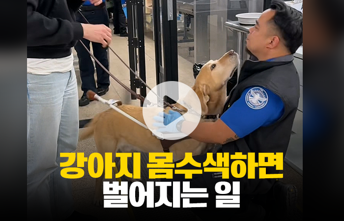 공항 검색대에서 강아지 몸수색하면 벌어지는 일 기사의 사진