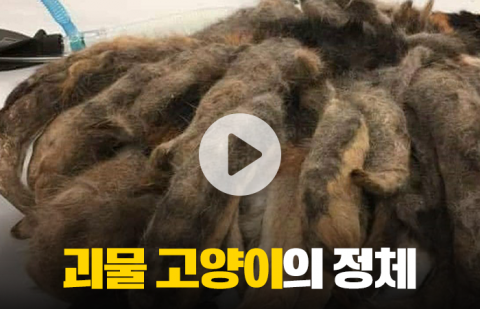 괴물 고양이의 정체