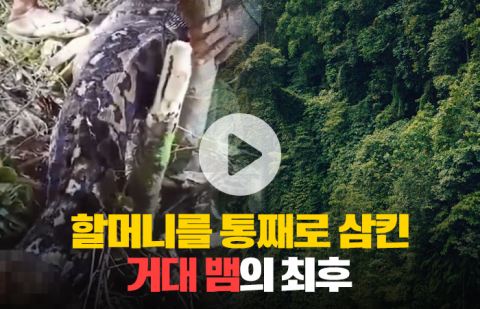 할머니를 통째로 삼킨 거대 뱀의 최후