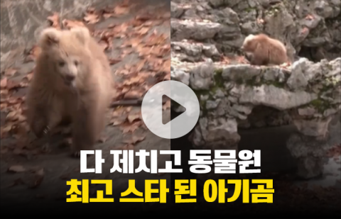 판다 제치고 동물원 최고 스타 된 아기곰