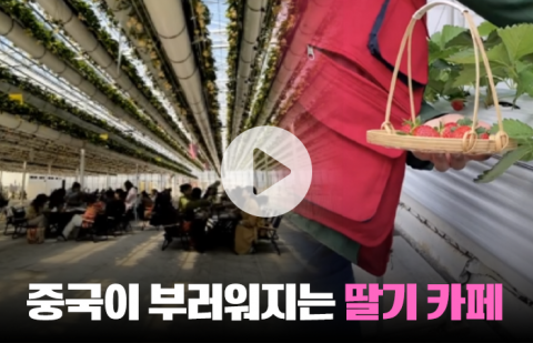 중국의 신기한 비닐하우스 카페 '딸기가 위에서 내려온다?'