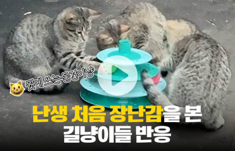난생 처음 장난감을 본 길냥이들 반응