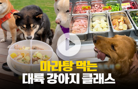 중국의 강아지 마라탕, 우리 개가 먹어도 괜찮을까?