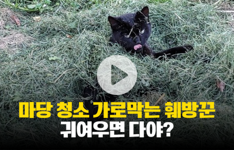 마당 청소 가로막는 훼방꾼···귀여우면 다야?