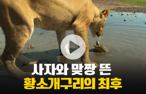 사자와 맞짱 뜬 황소개구리의 최후