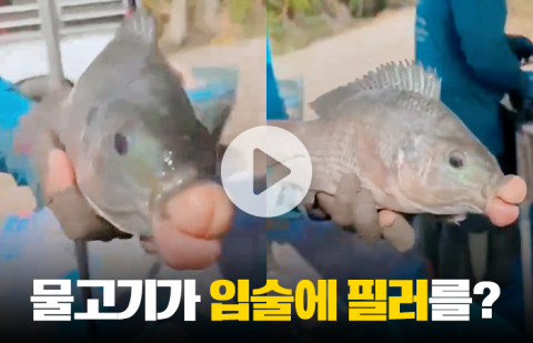 물고기가 입술에 필러를?