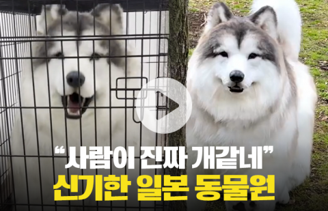&quot;사람이 진짜 개같네&quot; 신기한 일본 동물원